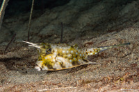 Lactoria cornuta (Longhorn Cowfish)