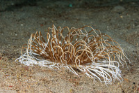Pachycerianthus maua (Banded Tube Anemone)