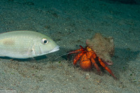 Dardanus megistos (White-Spotted Hermit Crab)