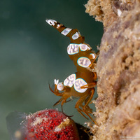 Thor amboinensis (Squat Shrimp)
