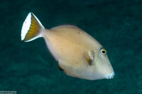 Sufflamen chrysopterum (Flagtail Triggerfish)