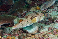 Diodon holocanthus (Longspine Porcupinefish)