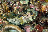 Diodon holocanthus (Longspine Porcupinefish)
