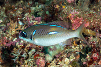 Scolopsis xenochrous (Pearl-Streaked Monocle Bream)