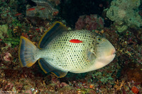 Pseudobalistes flavimarginatus (Yellowmargin Triggerfish)