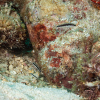 Asterropteryx striata (Striped Goby)