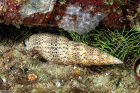 Roseomitra millepunctata (Speckled Mitre)