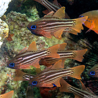 Ostorhinchus compressus (Splitband Cardinalfish)