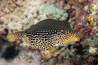 Ostracion solorense (Solor Boxfish)