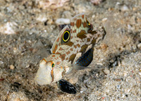 Signigobius biocellatus (Signal Goby)