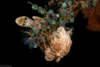 Antennarius pictus (Painted Frogfish)