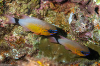 Ostorhinchus aureus (Ringtailed Cardinalfish)