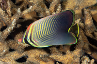 Chaetodon baronessa (Eastern Triangular Butterflyfish)