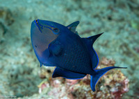 Odonus niger (Redtooth Triggerfish)