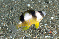 Amblypomacentrus breviceps (Black-Banded Damsel)