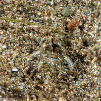 Callionymus superbus (Superb Dragonet)