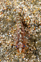 Pleurosicya mossambica (Common Ghostgoby)