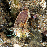 Odontodactylus latirostris (Pink-Eared Mantis)