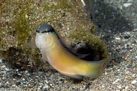 Pseudochromis perspicillatus (Blackstripe Dottyback)