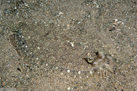 Bothus pantherinus (Panther Flounder)