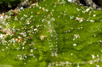 Mysidae sp.1 (Algae Opossum Shrimp)