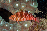 Cirrhitichthys aprinus (Threadfin Hawkfish)