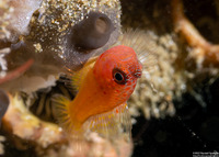 Trimma halonevum (Redspot Dwarfgoby)
