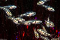 Siphamia tubifer (Tubed Siphonfish)