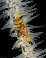 Pontonides ankeri (Barred Wire Coral Shrimp)