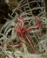 Ophiothrix purpurea (Dark Red-Spined Brittle Star)