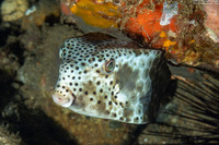 Ostracion rhinorhynchos (Horn-Nosed Boxfish)