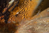 Urocaridella pulchella (Cave Cleaner Shrimp)