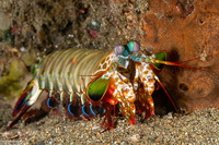Odontodactylus scyllarus (Peacock Mantis Shrimp)
