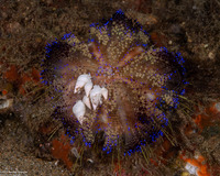 Asthenosoma varium (Variable Fire Urchin)
