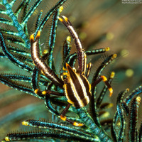 Allogalathea elegans (Elegant Crinoid Squat Lobster)