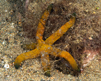 Echinaster luzonicus (Luzon Sea Star)