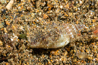 Canarium erythrinum (Lavender-Mouth Conch)