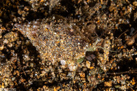 Canarium erythrinum (Lavender-Mouth Conch)