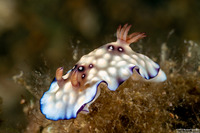 Goniobranchus hintuanensis (Goniobranchus Hintuanensis)