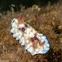 Goniobranchus hintuanensis (Goniobranchus Hintuanensis)