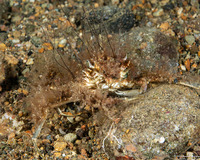 Micippa philyra (Long-Eyed Imitator Crab)