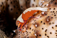 Zenopontonia rex (Emperor Shrimp)