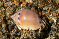 Casmaria erinaceus (Common Bonnet)