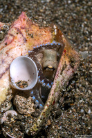 Amphioctopus marginatus (Coconut Octopus)