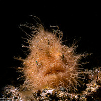 Antennarius striatus (Striated Frogfish)