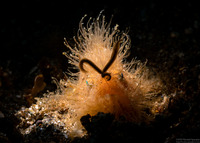 Antennarius striatus (Striated Frogfish)