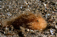 Antennarius striatus (Striated Frogfish)