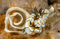 Doriprismatica atromarginata (Dark Margin Glossodoris)