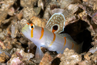 Amblyeleotris randalli (Randall's Shrimpgoby)