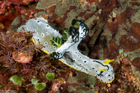 Notodoris  serenae (Gray Norse God)